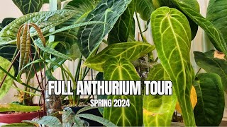 Every Anthurium in my Collection  Full Tour [upl. by Hazelton]