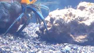 Hermit Crab eat hydroids [upl. by Aihgn]