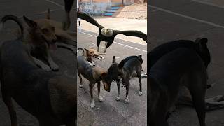 Eagle Attack Two Dog 🐕 😱 shorts eagles youtubeshorts animals [upl. by Debor]