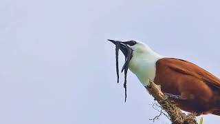 Threewattled Bellbird  Bizarre fruiteating bird [upl. by Raoul]