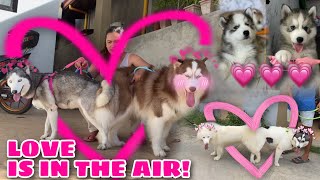 Valentines Dat Well Spent  THE LOVERS  NEW PUPPIES  Husky Pack TV [upl. by Aiotal]