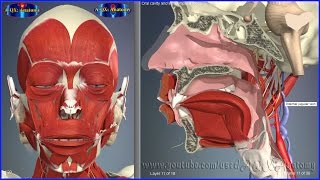 Oral cavity and infratemporal fossa  3D Human Anatomy  Organs [upl. by Mloc]