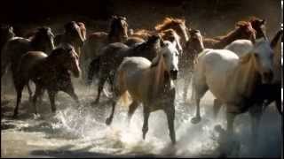 BEAUTIFUL HORSES RUNNING ❤️ [upl. by Tomkin]