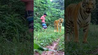 lionhunters tiger animals wildlife nature forest preytrestv [upl. by Helve]