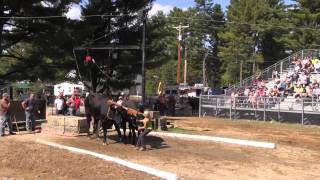 Ox Pull 2013 Deerfield Fair Oxen NH Pulling Video 4 [upl. by Vano]