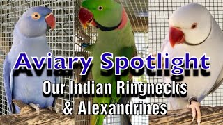 Aviary Spotlight  Our Breeding Indian Ringneck and Alexandrine parakeets [upl. by Airad]