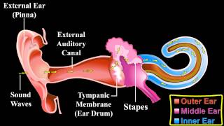 The Ear   About the Ear   Mechanism of Hearing [upl. by Nairrad572]