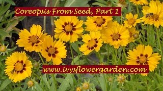 Staring Coreopsis From Seed Part 1 [upl. by Helfant]