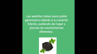 Menta Mentha piperita L [upl. by Cyma]