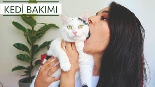 KEDÄ° SAHÄ°PLENMEDEN Ã–NCE BÄ°LÄ°NMESÄ° GEREKENLER VE KEDÄ° BAKIMI [upl. by Remliw]