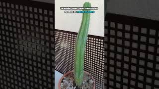 🌱Echinopsis pachanoi🌱 documental curiosidades plantasgrandes naturaleza vivero sabiasque [upl. by Bysshe]