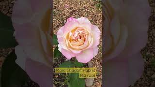 Marc Chagall hybrid tea rose [upl. by Nednarb]