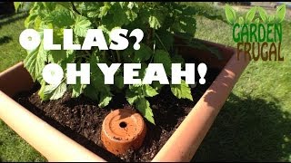 Ollas Oh Yeah Plus a seed giveaway [upl. by Antin669]