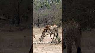 Giraffe in Kruger National Park South Africa [upl. by Eilrahs]