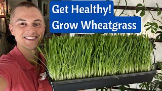 Grow WHEATGRASS Juice at Home in 8 Days  Incredible Health Benefits  Fast amp Cheap [upl. by Gaynor]