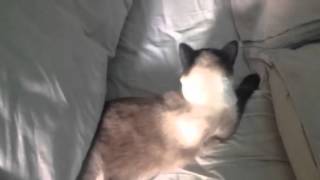 Chat qui dort sous la couette [upl. by Relyt]