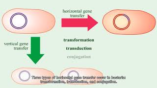 Horizontal gene transfer [upl. by Onitnevuj]