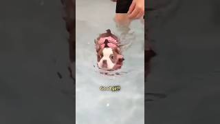 Dog teaches sister to swim [upl. by Regor]