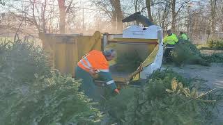 Kerstbomen verwerking in Oostzaan [upl. by Mellisent]