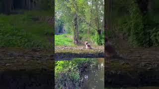 Puppy Crossing the Bridge Adorable Pet Dog Golden Sun Original animalphotos pets cute [upl. by Marion260]