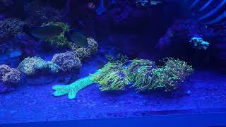 o2manyfish  750g Reef in Windex Mode on a Saturday Night [upl. by Gladi]