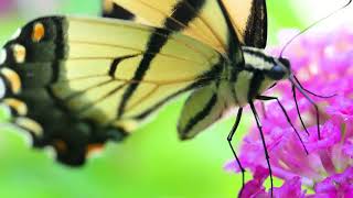 Tiger Swallowtail Gathers Nectar from Lantana [upl. by Rives417]