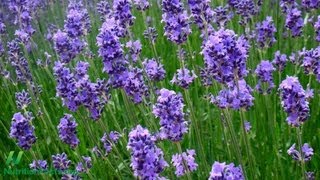 Lavender for Generalized Anxiety Disorder [upl. by Doerrer618]