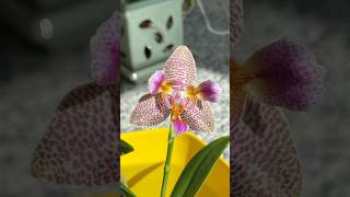 Phal Joy fairytale [upl. by Lurette706]