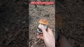 PorcinoBoletSteinpilzeCep shorts new trending nature foryou forest wood fungi mushroom [upl. by Syck]