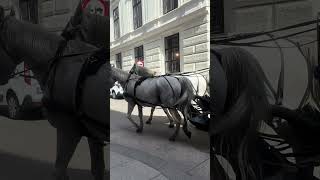 A moment in Vienna ein moment in wien Video 2 9 2024 12 25 30 PM [upl. by Armillas]