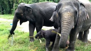 SUARA GAJAH DAN MENGENAL BINATANG GAJAH  ELEPHANT SOUND [upl. by Derte]