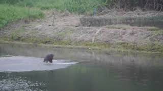 Birding  Greyheaded Fish Eagle  Sungei Ulu Pandan  05feb2022 Singapore 641pm [upl. by Gerick389]