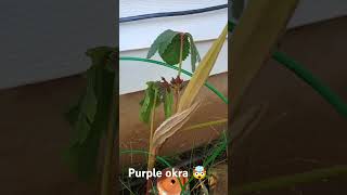 exactly when to pick purple okra for seeds for next years organic okra seedsaver seeds [upl. by Salokin]