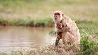 Puerto Rico Moves Forward Macaque Monkeys Adapt After Hurricane Maria [upl. by Bauske]