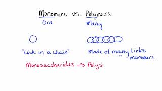 Monomers vs Polymers [upl. by Hsuk]