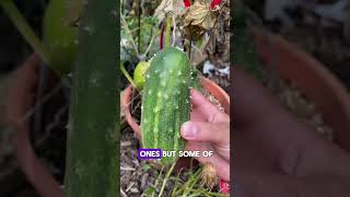 Harvesting the Last Cucumbers of the Season 🌱🥒 cucumber harvest season annual [upl. by Innos979]