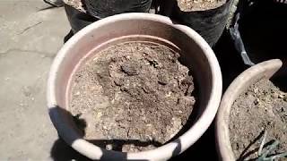 Soil Solarization  Mabisang Paraan para Puksain ang Peste sa Lupa [upl. by Silas]