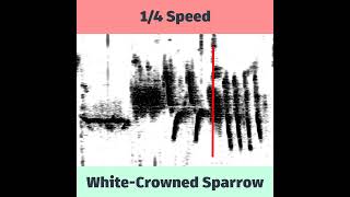 WhiteCrowned Sparrow Spectrogram in Slow Motion [upl. by Mirabel566]