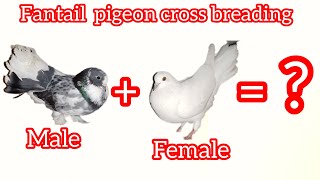 Fantail pigeon 🕊️ cross breading pair 🥰 result❓pigeon trainding kabuter viral video [upl. by Delfeena]