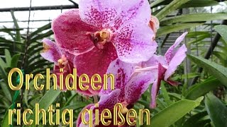 Orchideen richtig gießen – Anleitung  Orchideengewächse Pflege Tipps  Orchidee wässern  Pflege [upl. by Nellac]