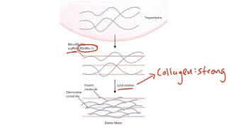 USMLE Step 1 Connective Tissue [upl. by Nylehtak]