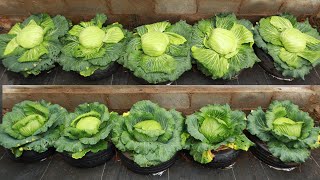 Growing cabbage in tires  The secret to growing cabbage fast and big [upl. by Octavian25]