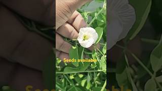 White multi petal aparajita flowers plants seeds available butterfly pea flowers శంకంపువ్వులు [upl. by Utta]