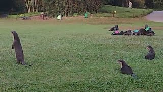 Virgies Vlog is liveA Group of otters Playing and runningotters [upl. by Messab676]