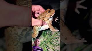 How to catch a frog softly trending frog amazingfrog viralvideo wildlife nature frogling [upl. by Kcirddahc]