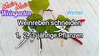 Weinrebe zurück schneiden 1 2 3 jährige Weinrebe Rückschnitt im Winter  Herbst Trauben Video 1 [upl. by Napas]