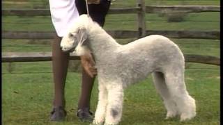 Bedlington Terrier  AKC Dog Breed Series [upl. by Dimphia]