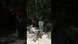 Mother bear with three baby bears on the side of the road [upl. by Akihsan157]