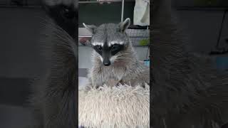 Sounds That Raccoons Make [upl. by Hillman]