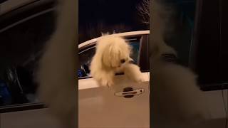 Funny Dancing Dog part 2 [upl. by Cammie]